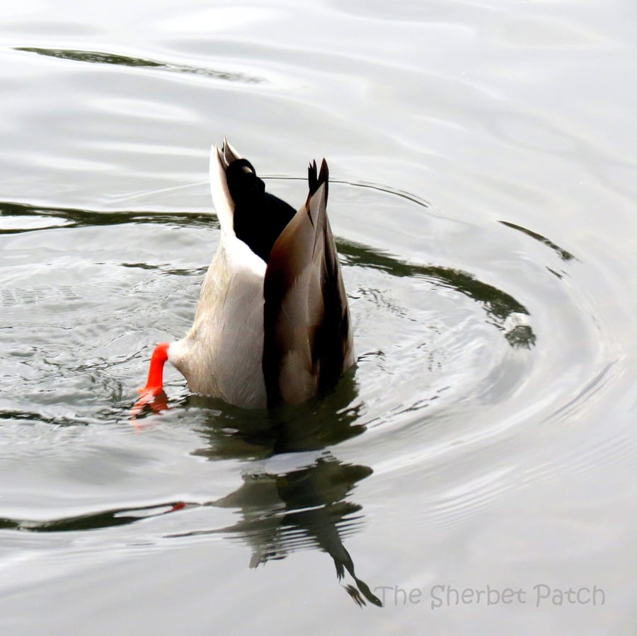 Bottoms up!  A card featuring an original photograph.  Blank inside.