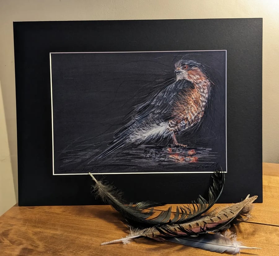 An A4 or A3 print of an original drawing of a Sparrowhawk