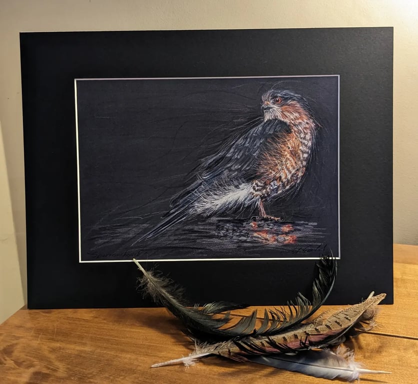 An A4 or A3 print of an original drawing of a Sparrowhawk