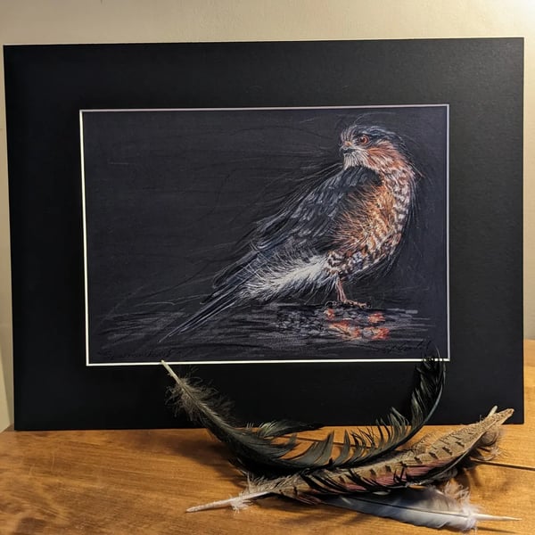 An A4 or A3 print of an original drawing of a Sparrowhawk