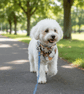 Reversible Dog Bandana for Small Dog.   - Image 4