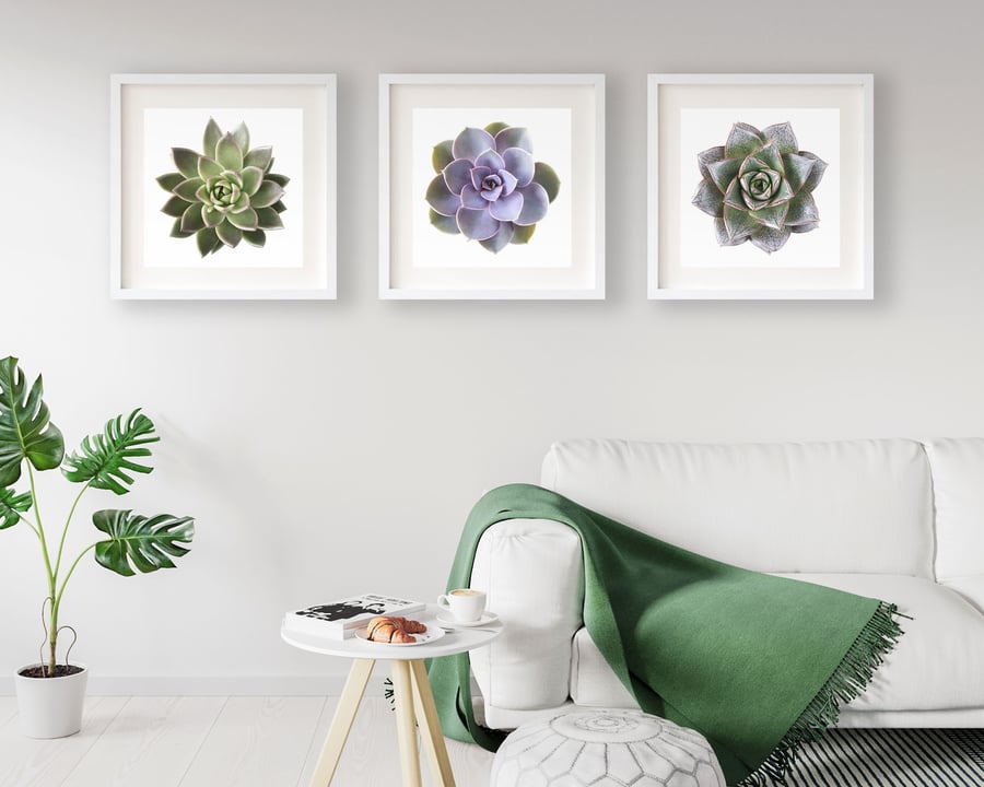 Set of three succulent prints - Plant wall art ... - Folksy