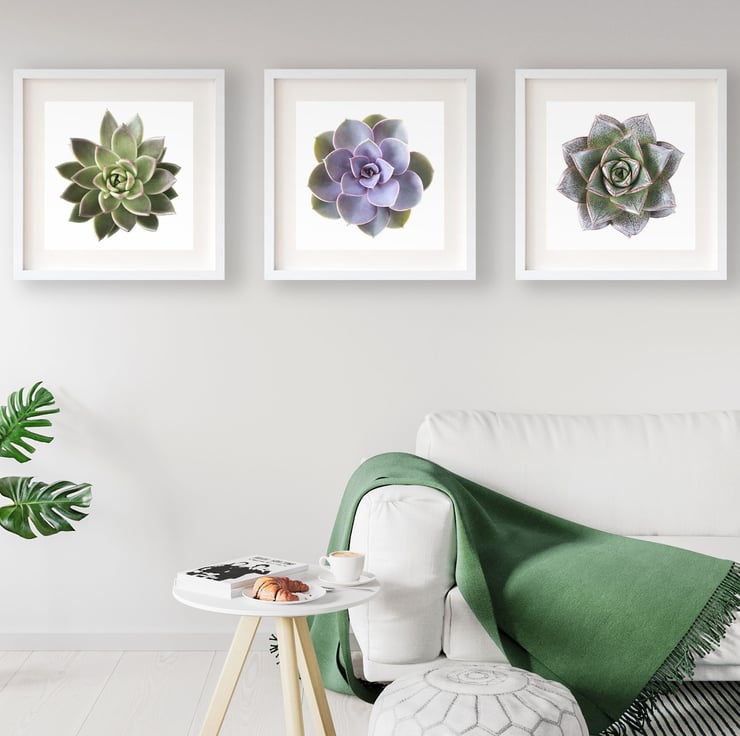 Set of three succulent prints - Plant wall art ... - Folksy