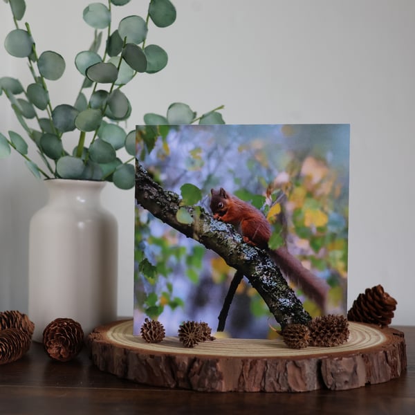 Among the Leaves - Red Squirrel - Blank Greetings Card