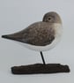 Sleepy dunlin - Image 1