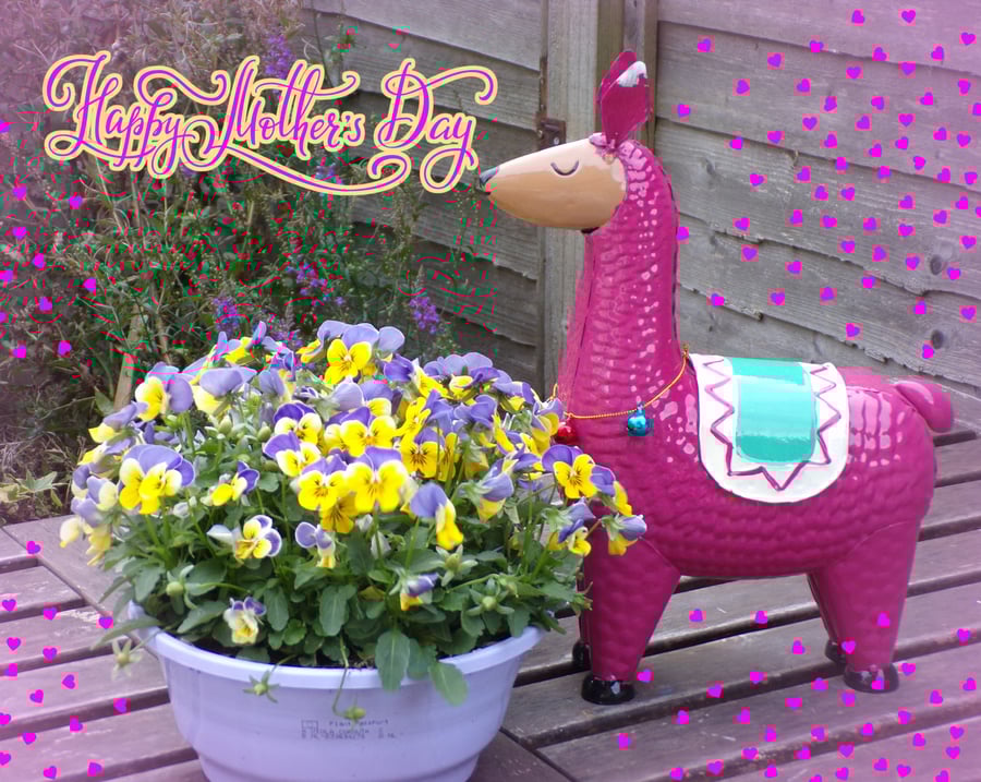 Llama Violets Flowers Mother's Day Greeting Card A5 Size 