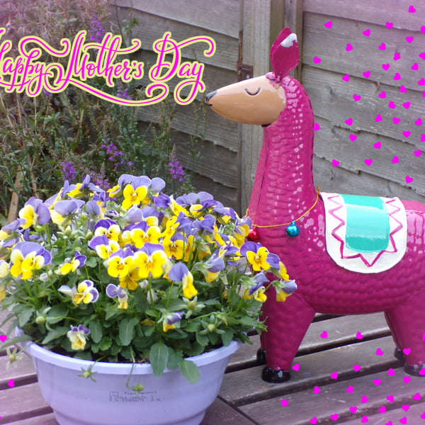 Llama Violets Flowers Mother's Day Greeting Card A5 Size 