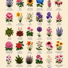 Vintage flower art chart