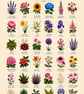 Vintage flower art chart