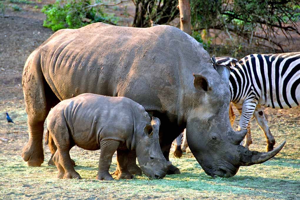 African White Rhinoceros South Africa Photograph Print