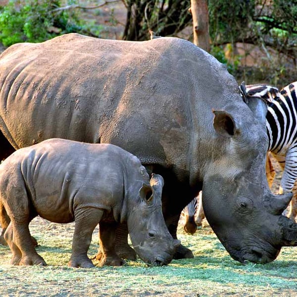 African White Rhinoceros South Africa Photograph Print