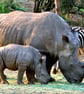 African White Rhinoceros South Africa Photograph Print