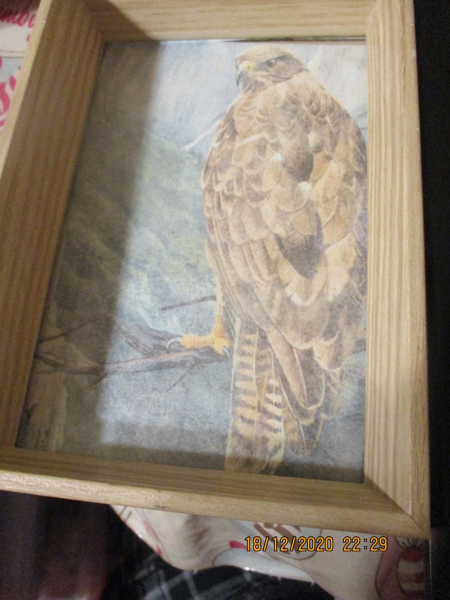 Bird of Prey in a Photo Frame