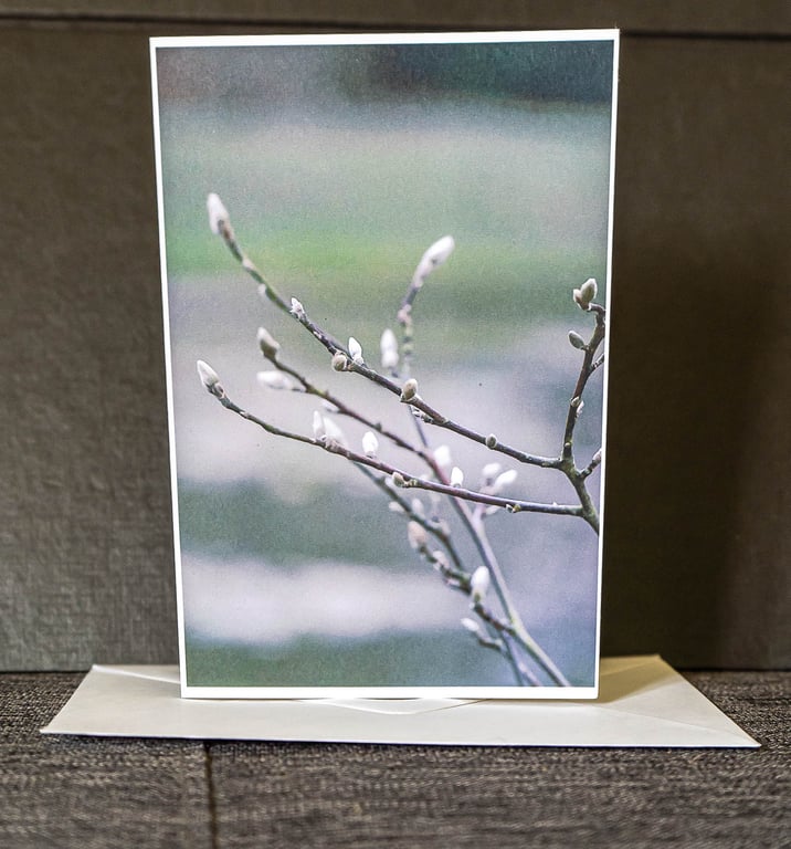Greetings Card (Pussy Willow) Blank Inside