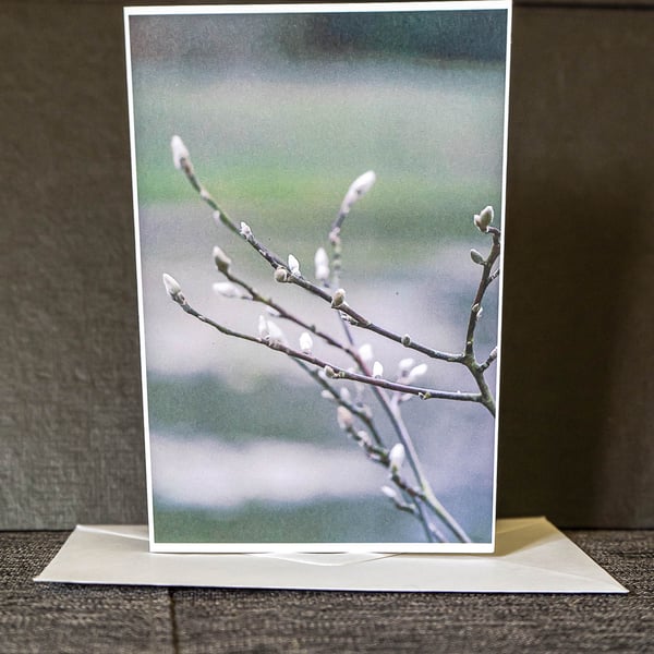 Greetings Card (Pussy Willow) Blank Inside