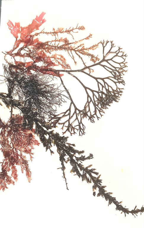 Real seaweed art