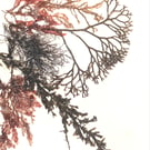 Real seaweed art
