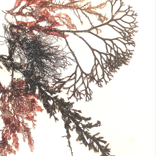 Real seaweed art