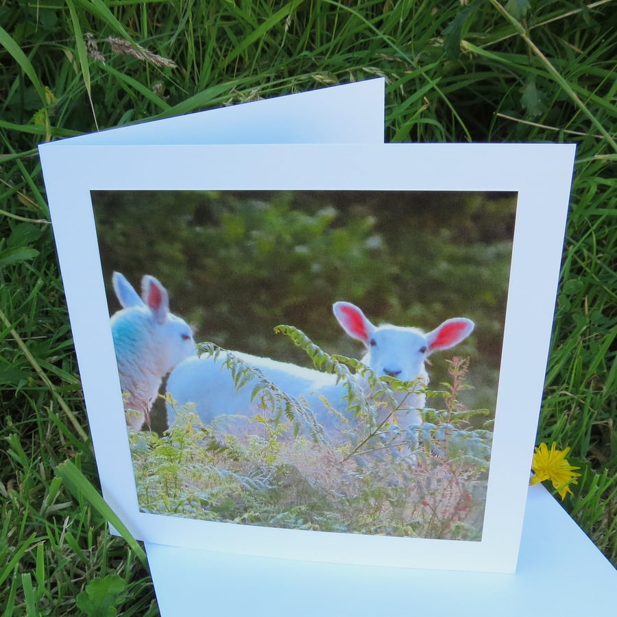 Sheep.  A card featuring an original photograph.  Blank for your own message.