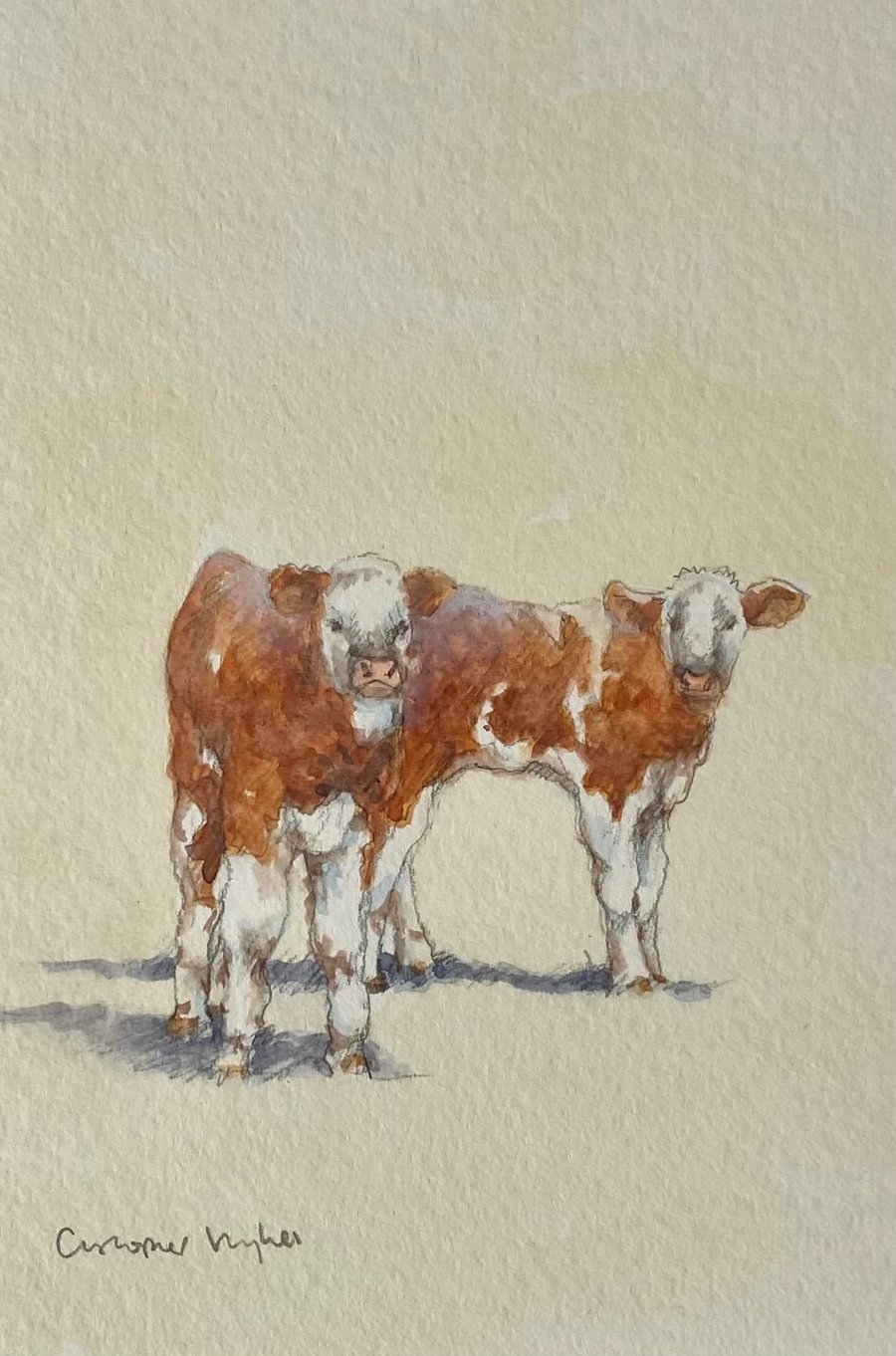 Hereford Calves . Original watercolour by Christopher Hughes 