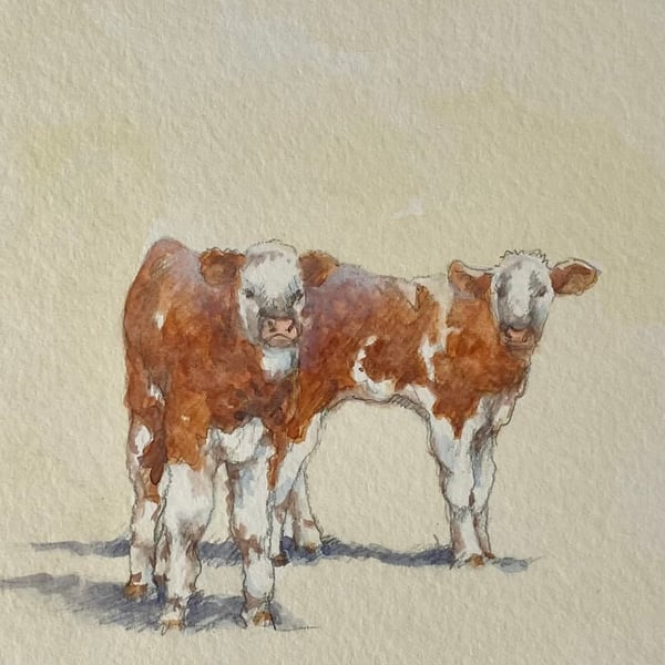 Hereford Calves . Original watercolour by Christopher Hughes 