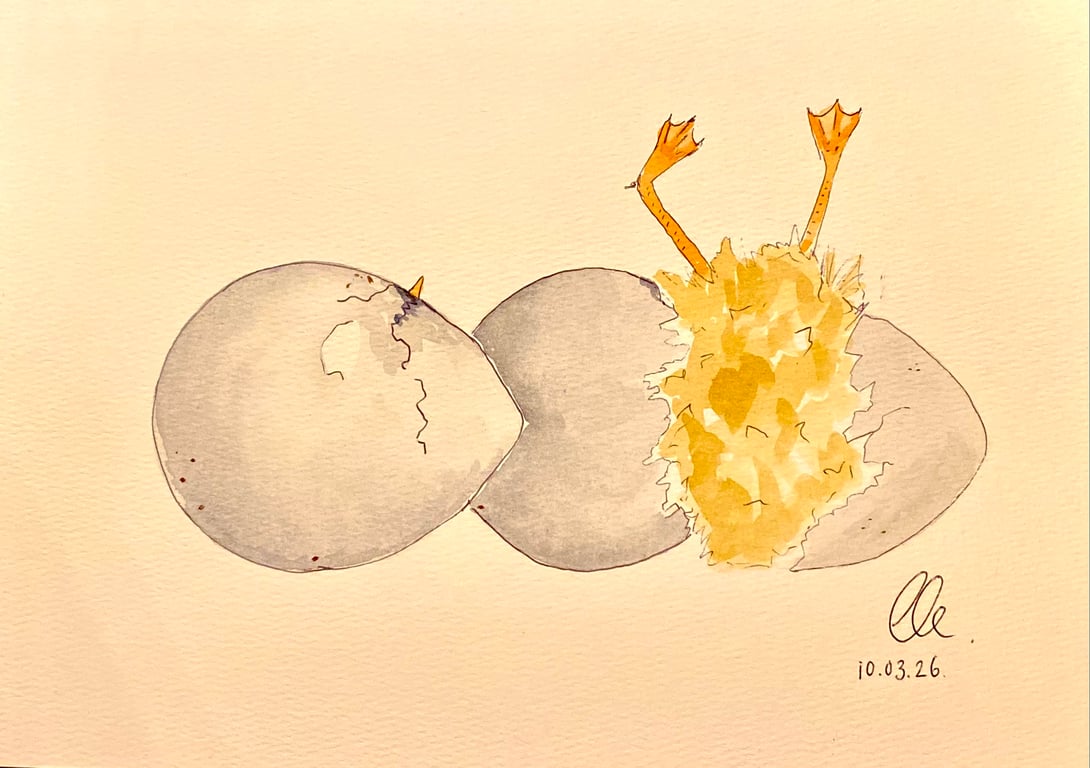 Duckling Egg Antics 