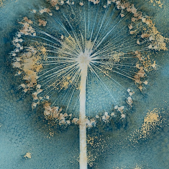Gold Allium Cyanotype Fine Art Print