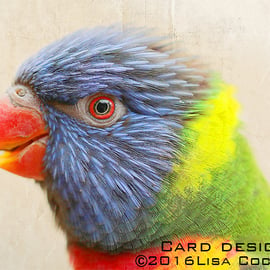 Exclusive Rainbow Lorikeet Greetings Card