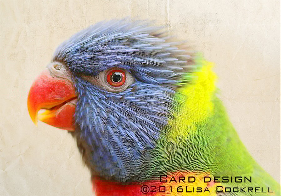 Exclusive Rainbow Lorikeet Greetings Card