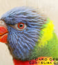 Exclusive Rainbow Lorikeet Greetings Card - Image 1