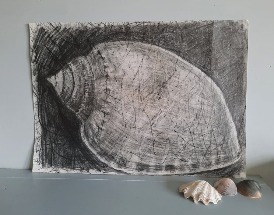 Original pencil drawing of shell