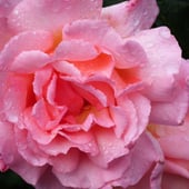 Lilibet's Craft Creations