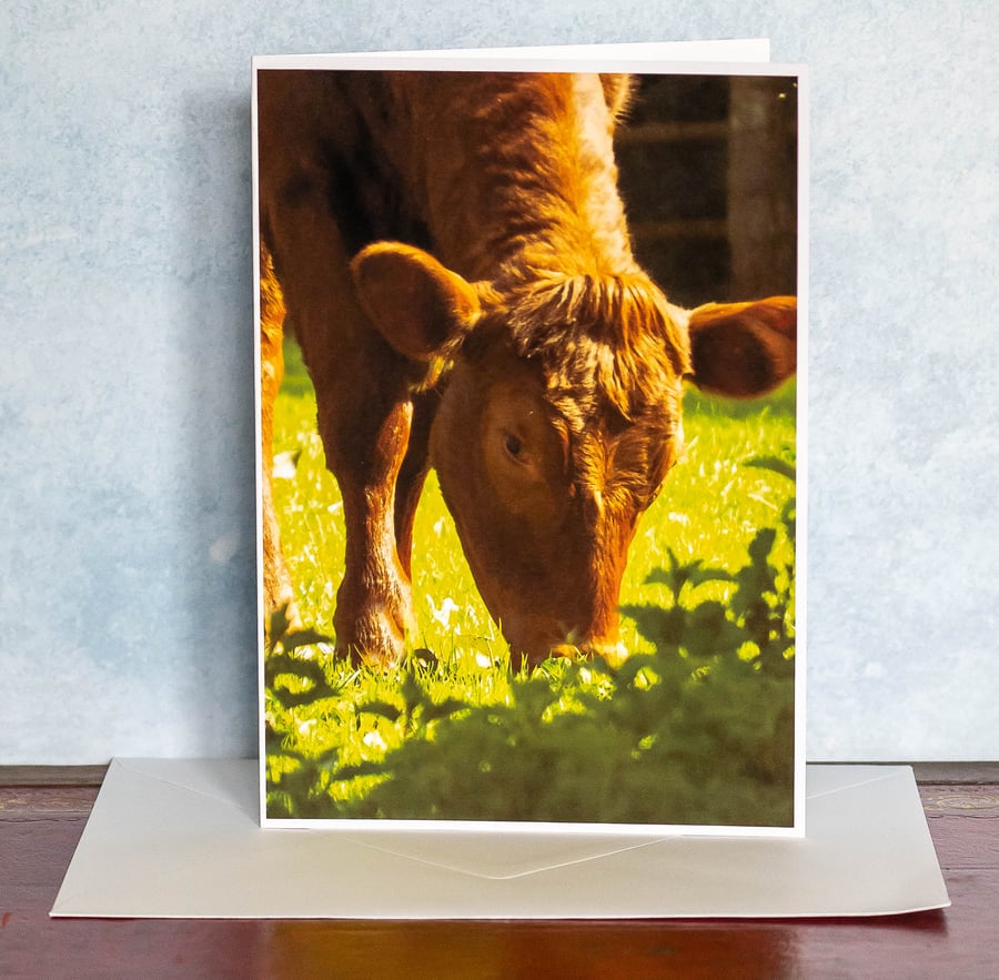 Sunlit Cow - A5 Blank Card Suitable for Any Occasion