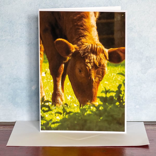 Sunlit Cow - A5 Blank Card Suitable for Any Occasion