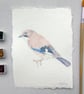 Original Watercolour Jay Painting Unframed - Image 4