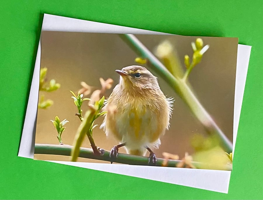 Chiffchaff (Warbler Family) on a Branch - Photographic Print Greetings Card