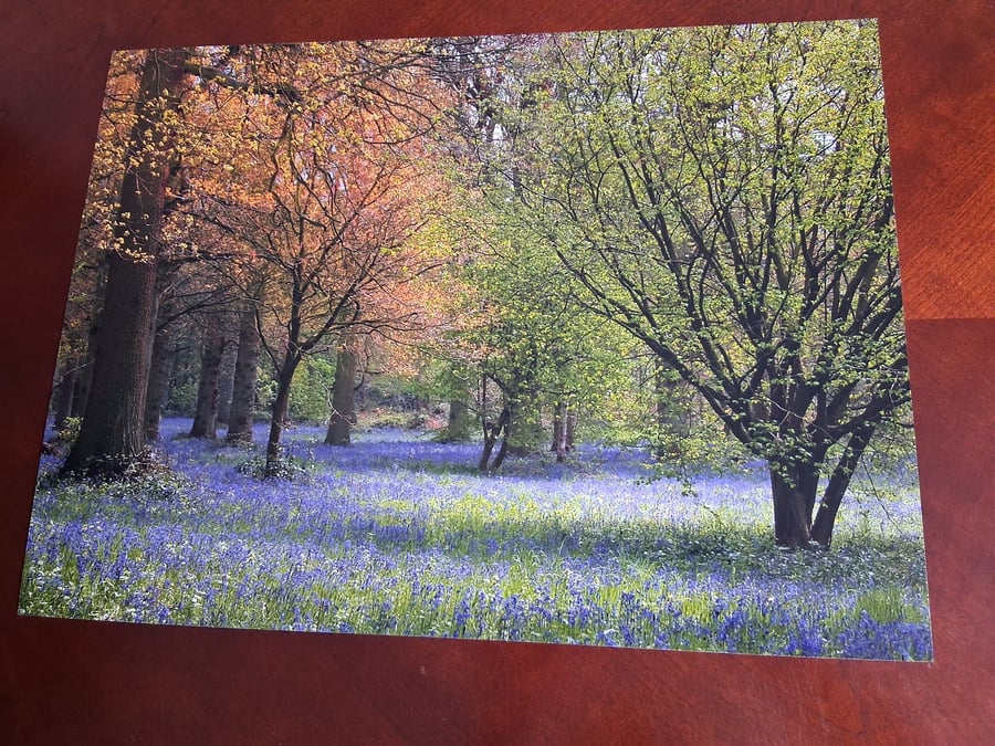WOODLAND AND BLUEBELL