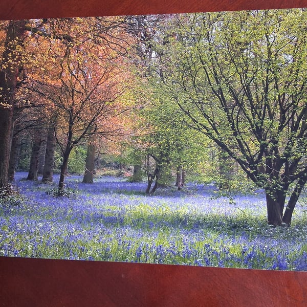 WOODLAND AND BLUEBELL