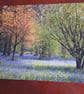 WOODLAND AND BLUEBELL