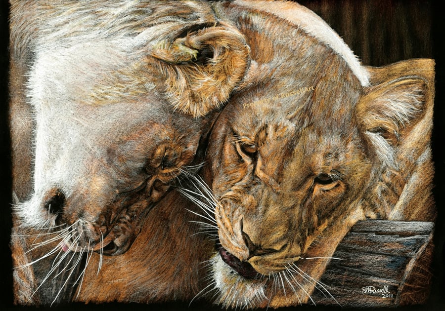 Affection - Lion Wild Cat A4 Size COLOUR PENCIL Art Print by Russellart