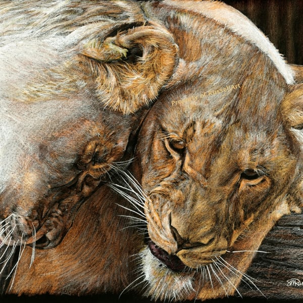 Affection - Lion Wild Cat A4 Size COLOUR PENCIL Art Print by Russellart