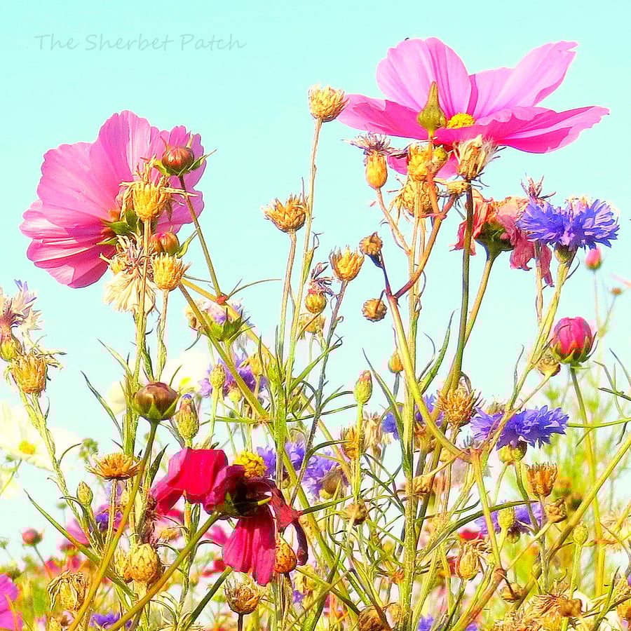 Summer meadow. A card featuring an original photograph. Blank inside.