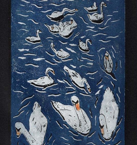 Swans Swimming. An Art Print, Great Gift for Bird Lovers.