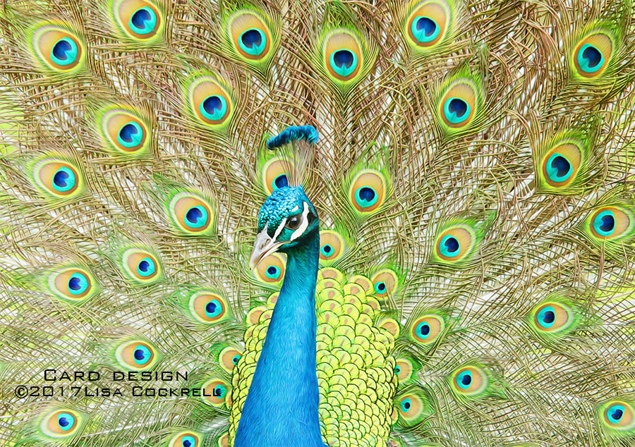 Exclusive Handmade Peacock Greetings Card