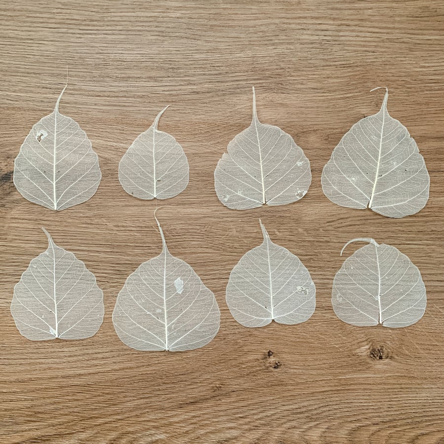 Pressed Leaves White Preserved 20 pcs Pressed Flowers For Resin For DIY Handcraf