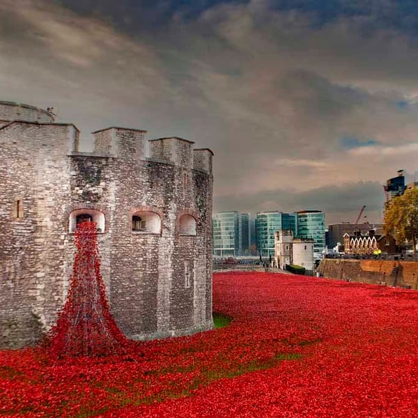 Tower Of London Poppy Red Poppies Photograph Print