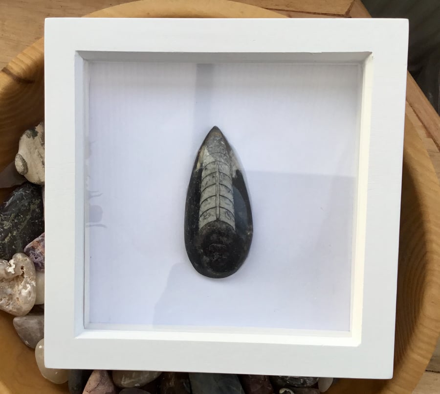 Large Devonian Orthoceras Box Framed Actual Fossil Picture.