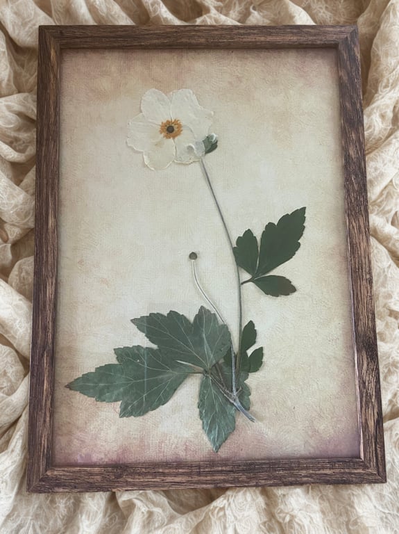 Pressed Anemone Botanical Art in a wooden frame