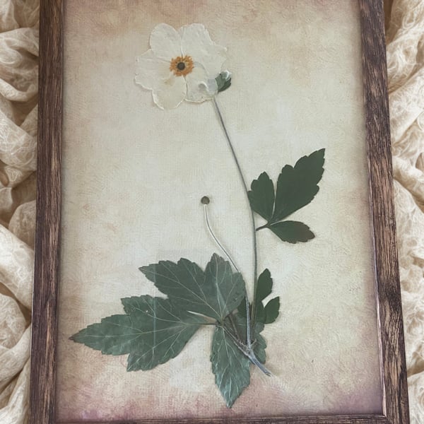 Pressed Anemone Botanical Art in a wooden frame