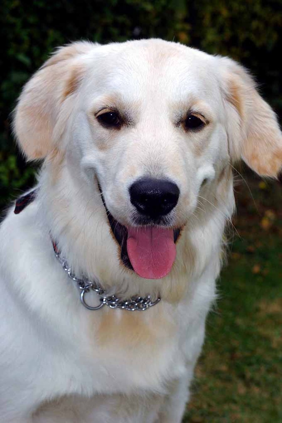 Golden Retriever Dog Portrait Photograph Print